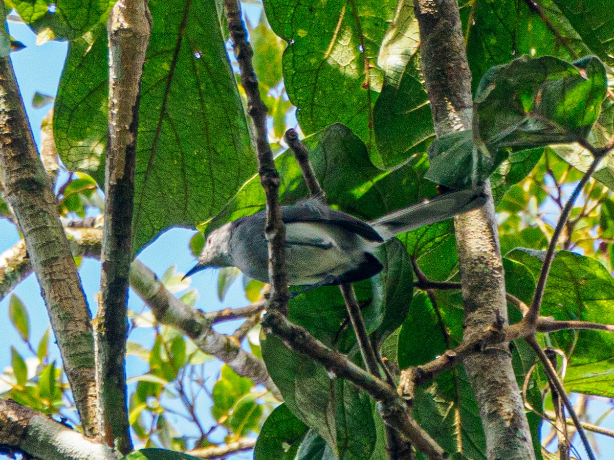 Klages's Gnatcatcher - ML635872058