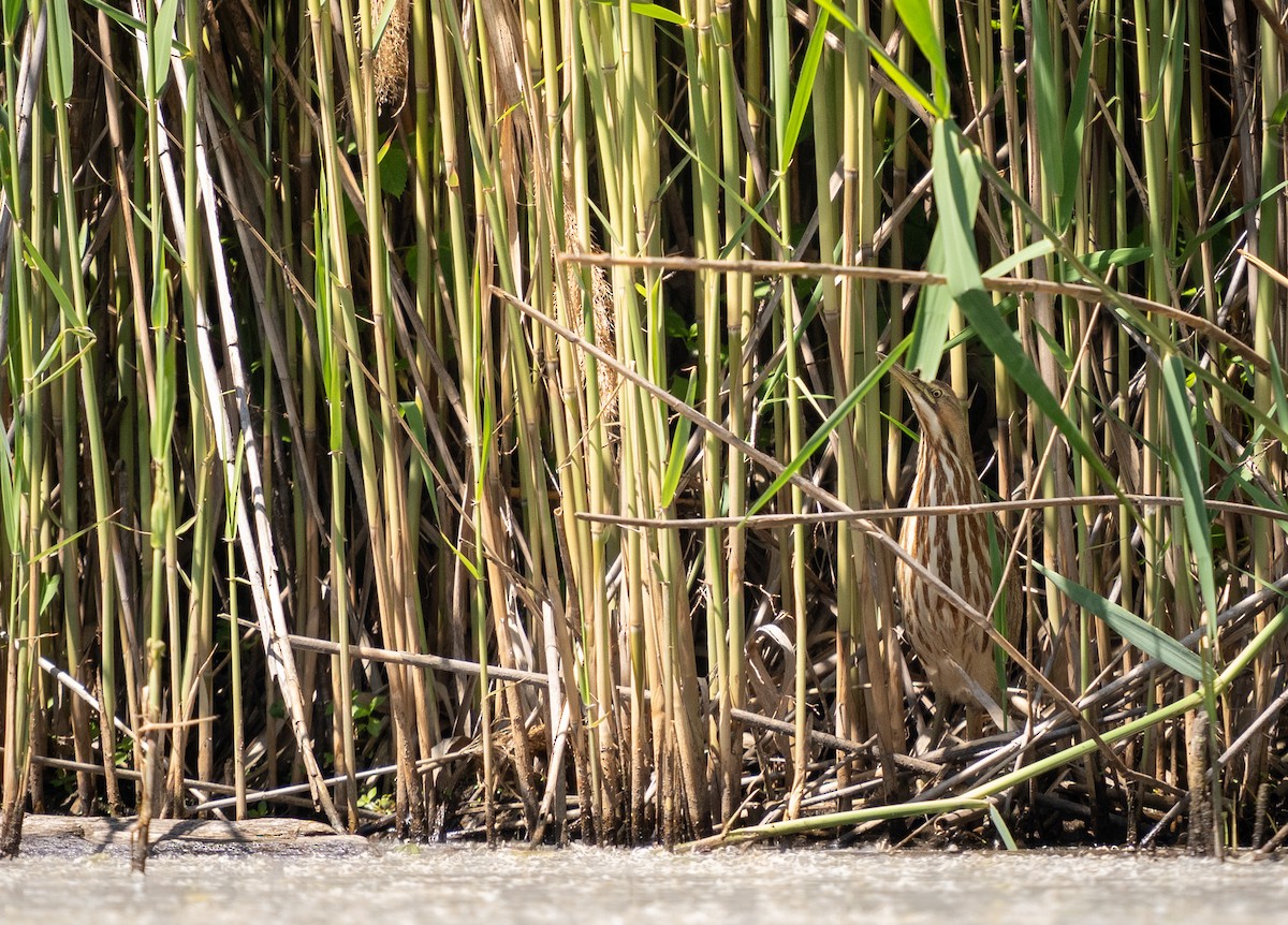 American Bittern - ML635872068