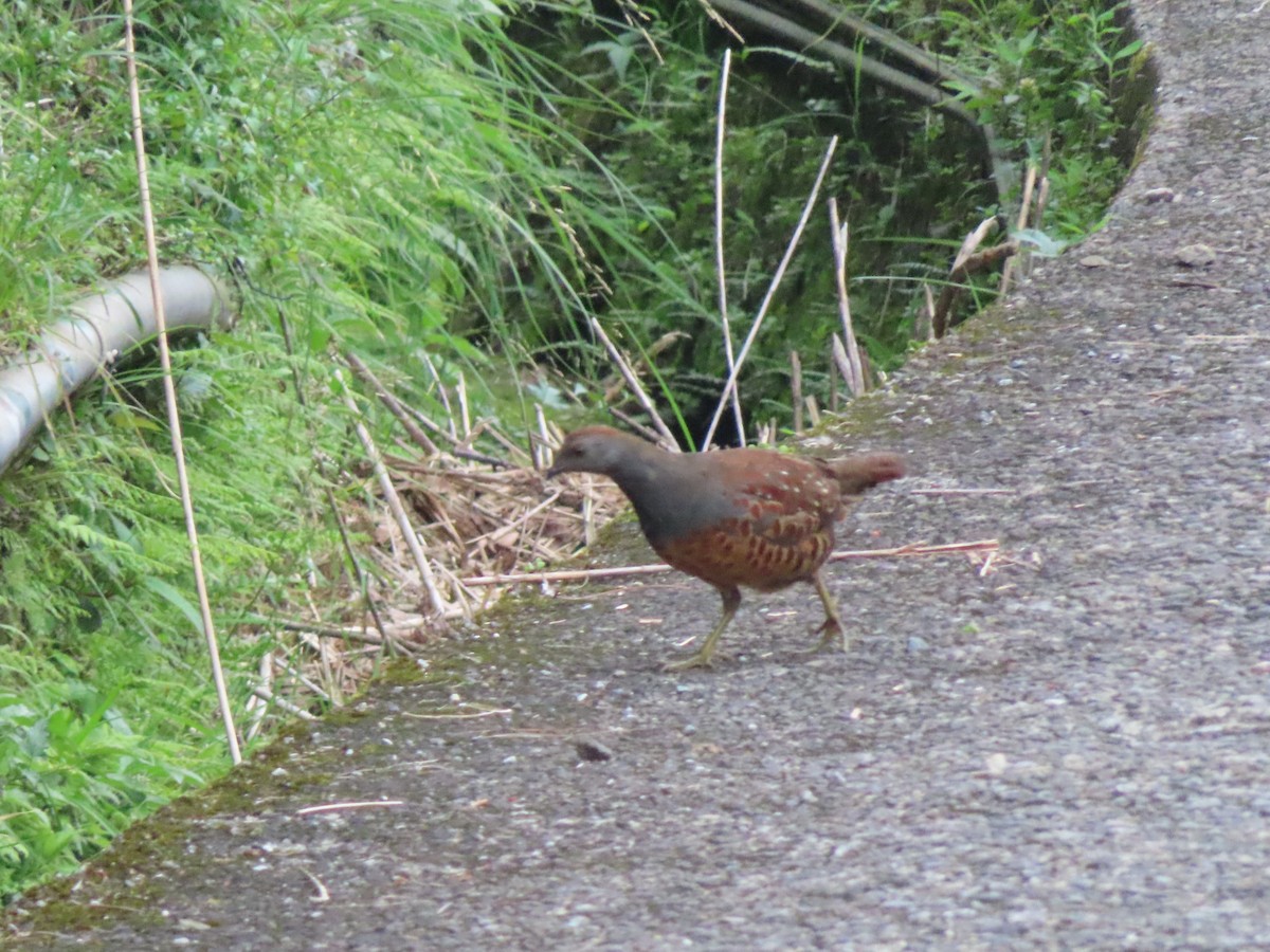 Taiwan Bamboo-Partridge - ML635872095
