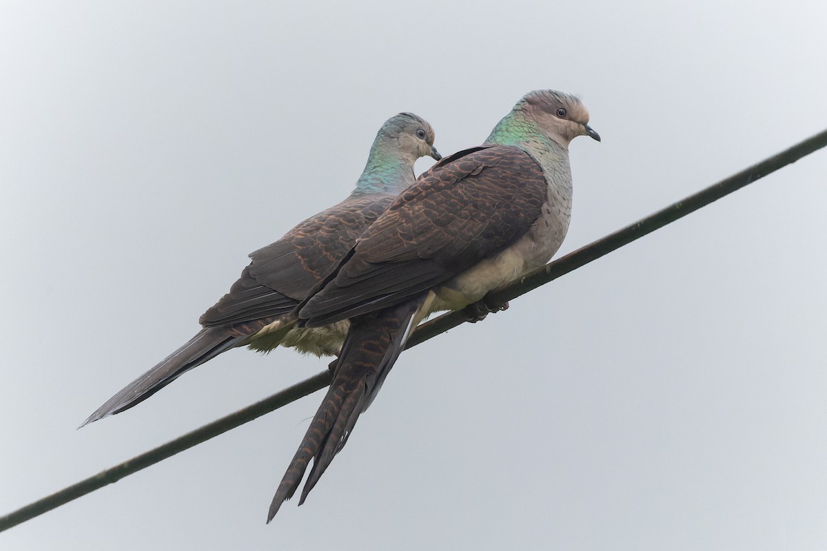 Barred Cuckoo-Dove - ML635872096