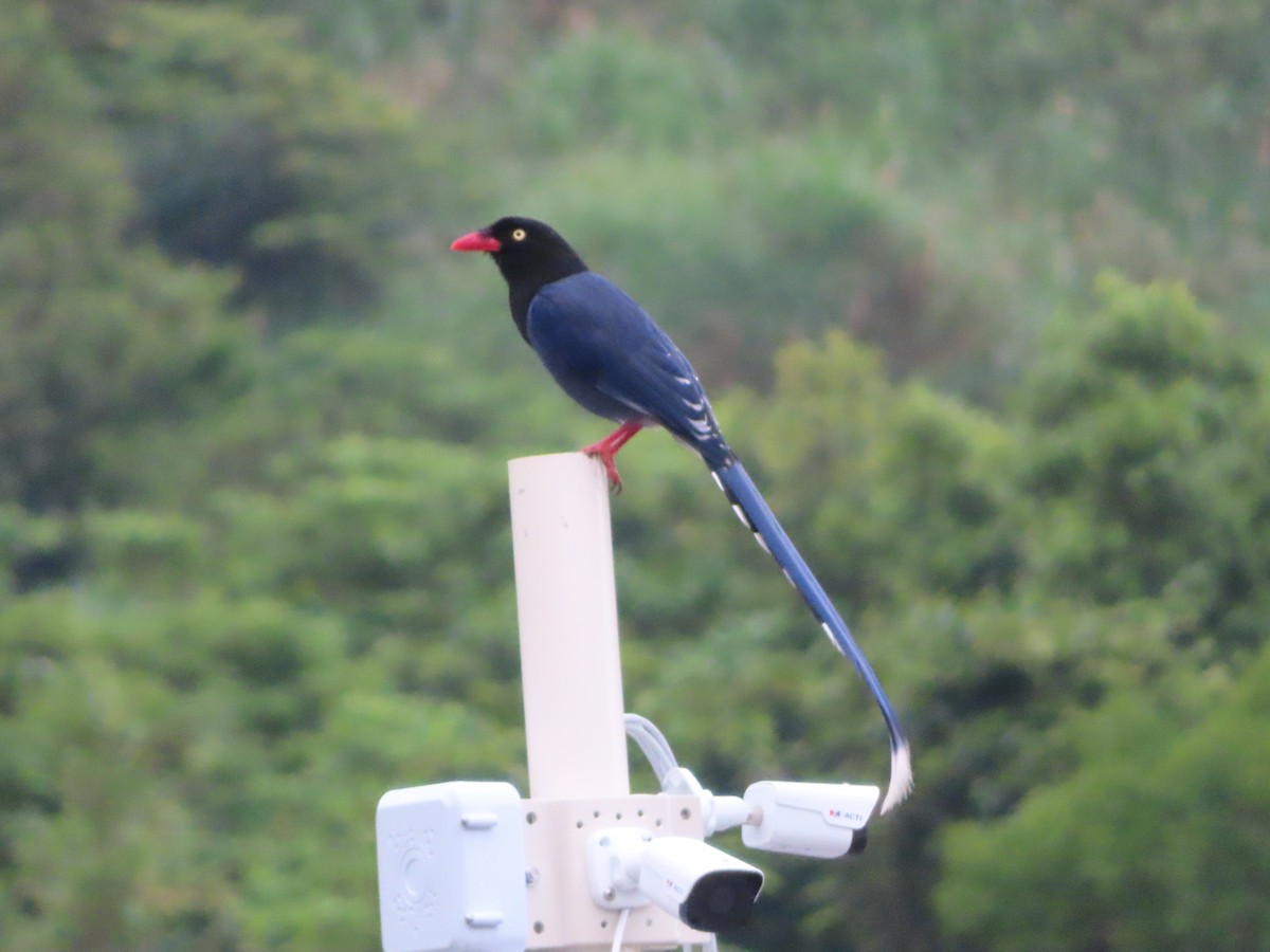 Taiwan Blue-Magpie - ML635872099