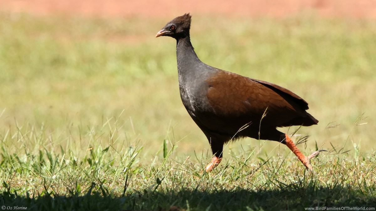 Orange-footed Megapode - ML635872110