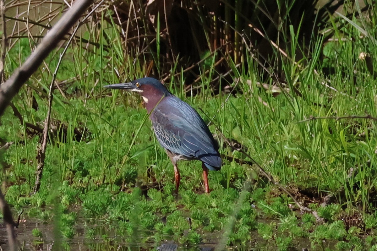 Green Heron - ML635872116