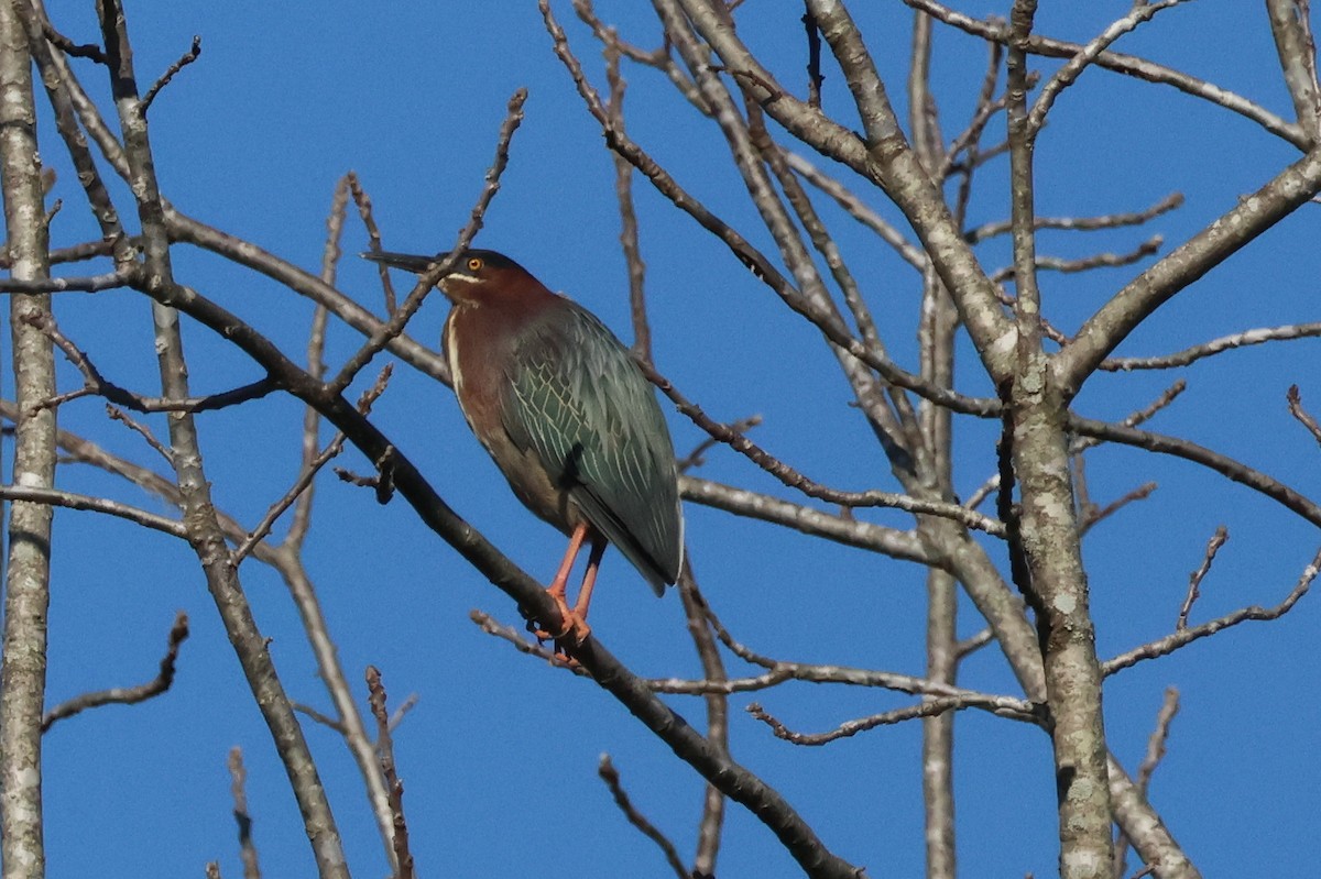 Green Heron - ML635872117