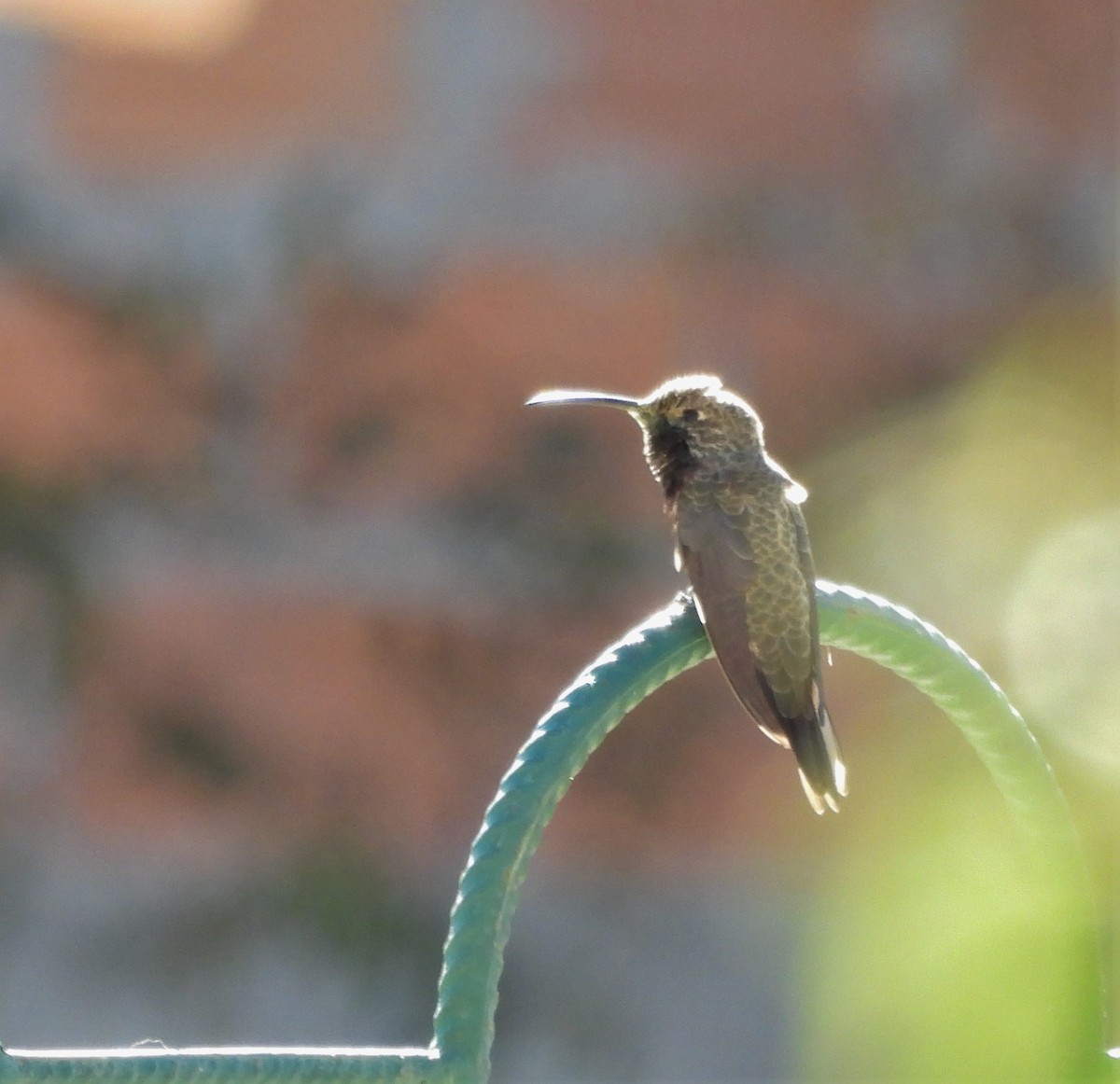 Wedge-tailed Hillstar - ML635872136