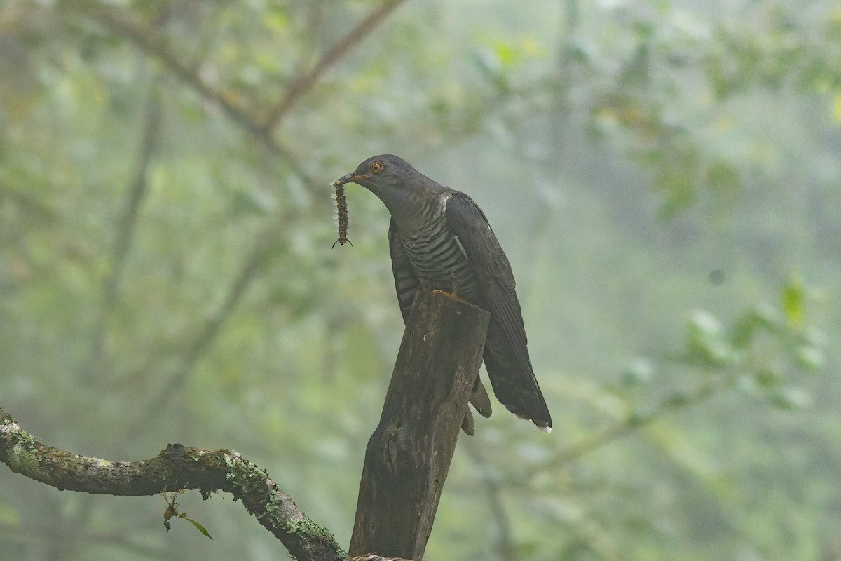 Himalayan Cuckoo - ML635872173