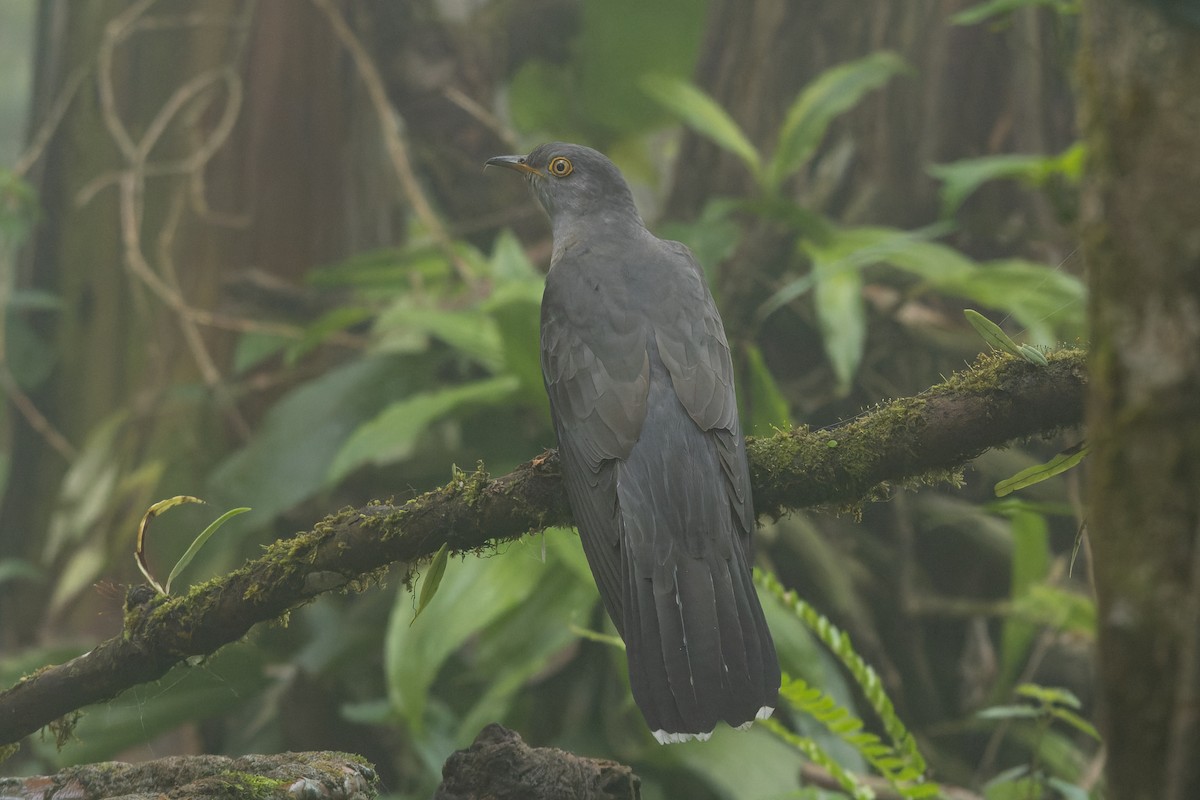 Himalayan Cuckoo - ML635872205