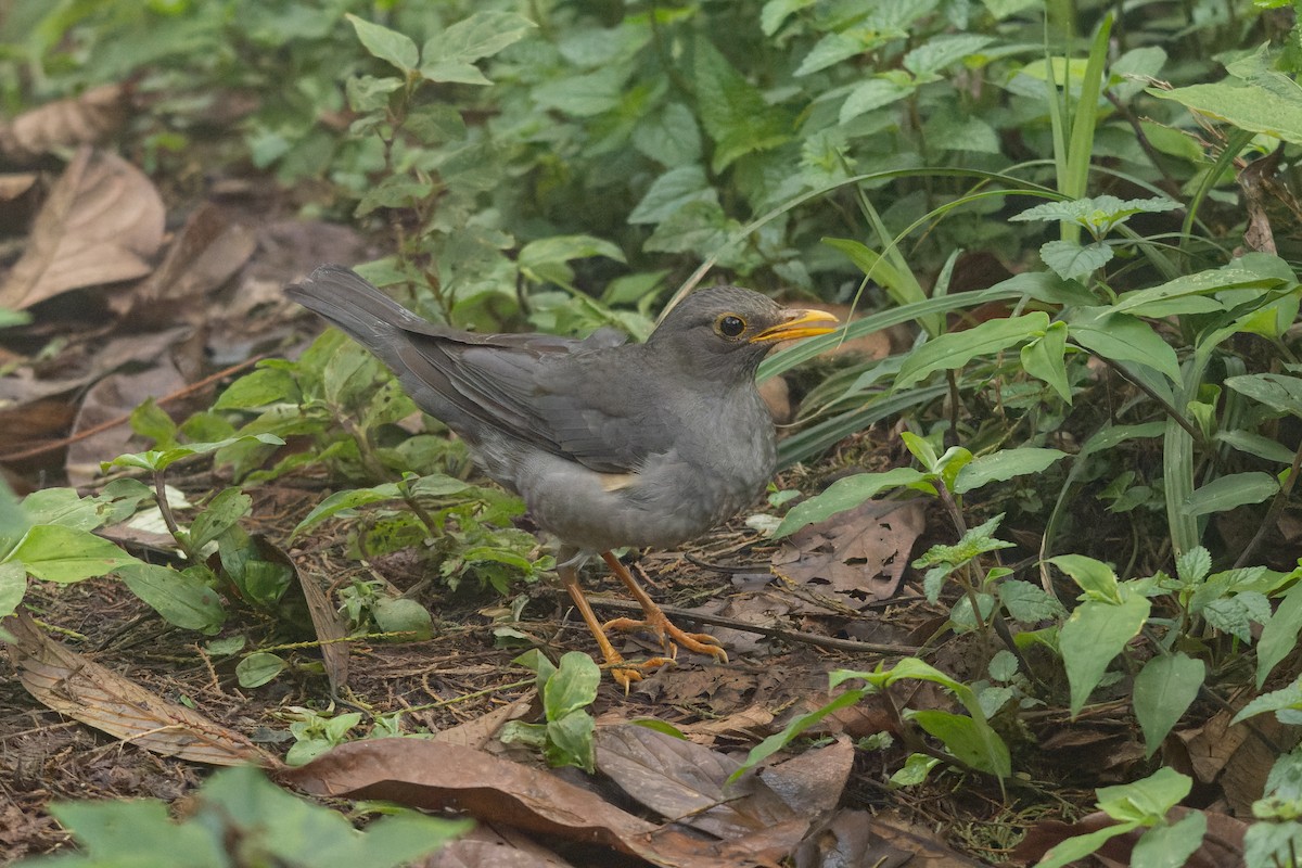 Gray-winged Blackbird - ML635872252