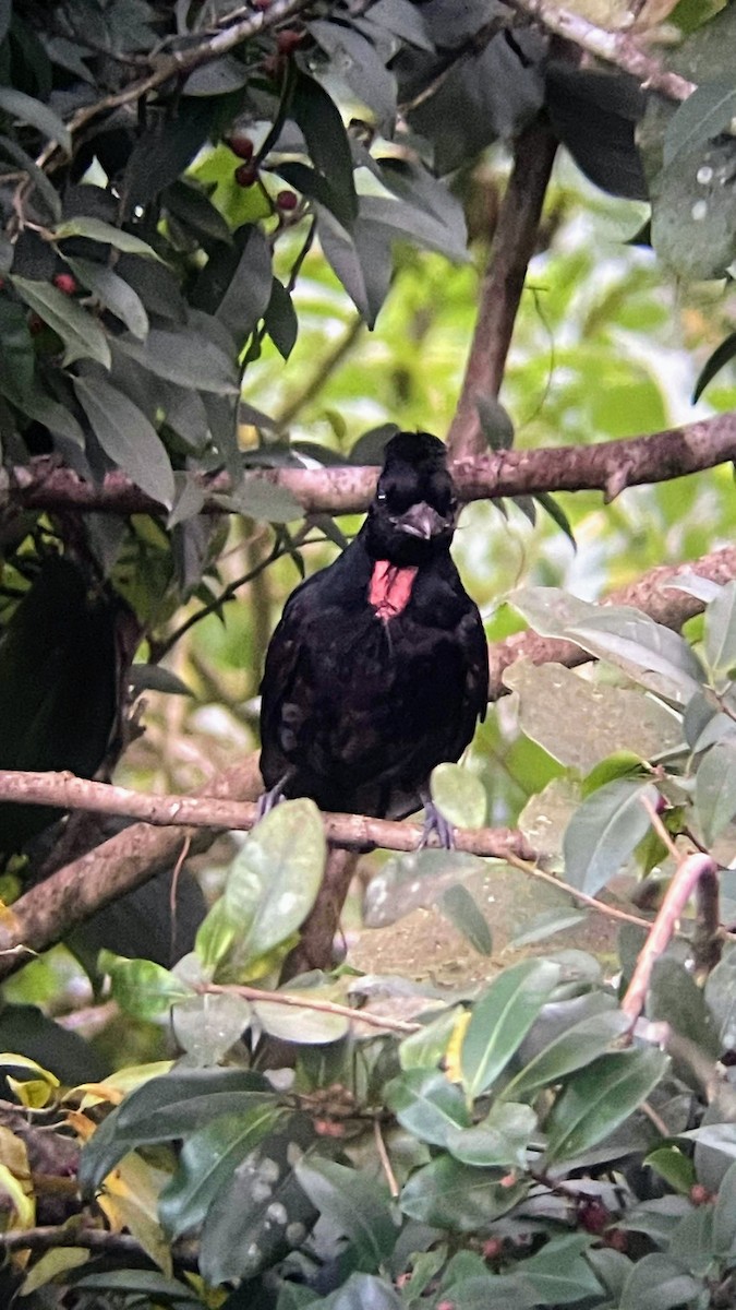 Bare-necked Umbrellabird - ML635872254