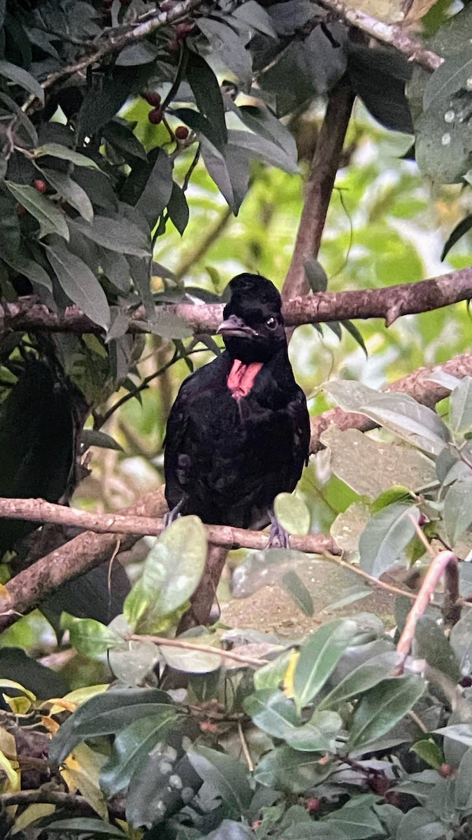 Bare-necked Umbrellabird - ML635872257