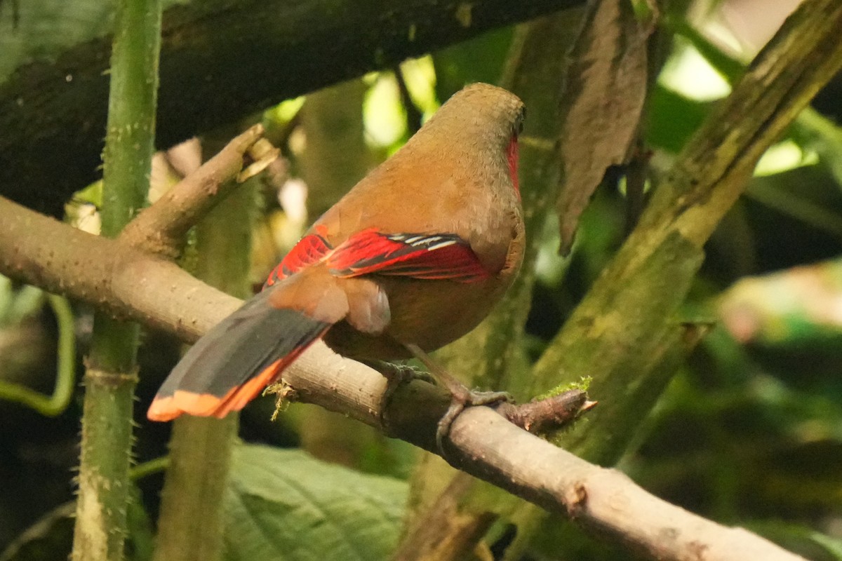 Red-faced Liocichla - ML635872259