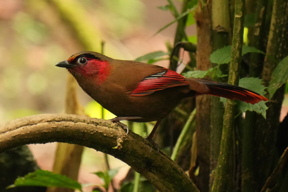 Red-faced Liocichla - ML635872260