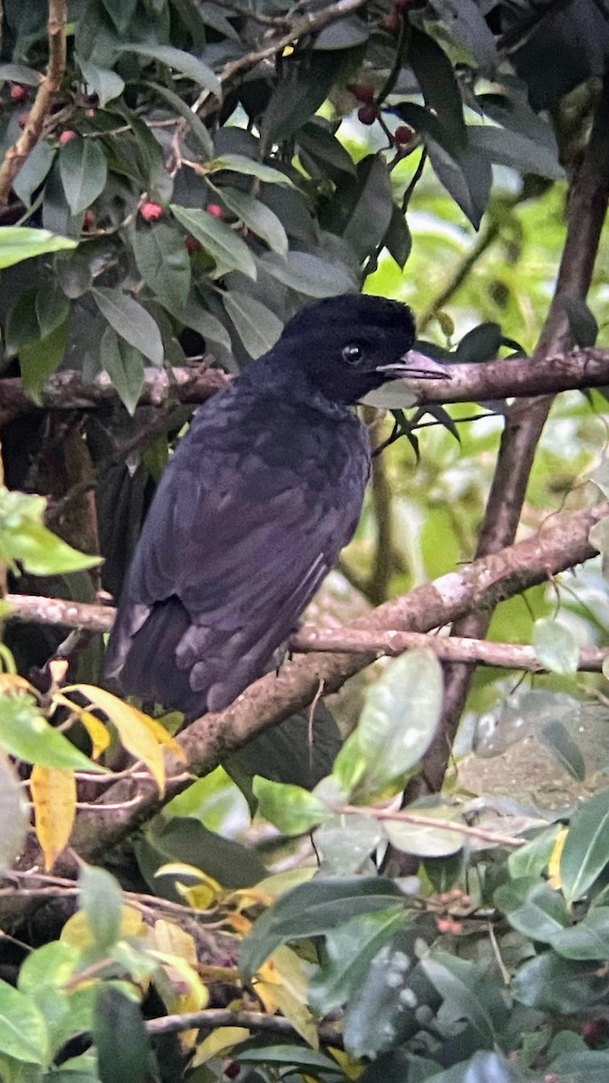 Bare-necked Umbrellabird - ML635872262