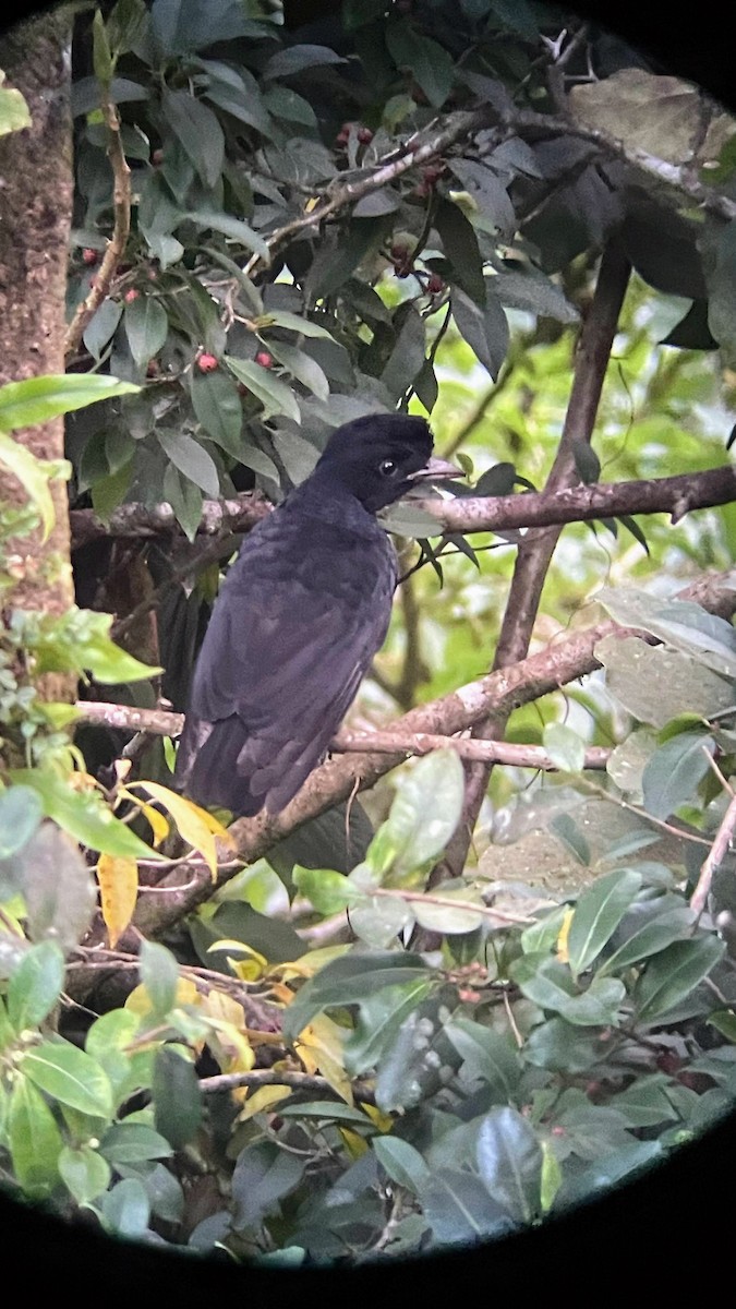 Bare-necked Umbrellabird - ML635872267