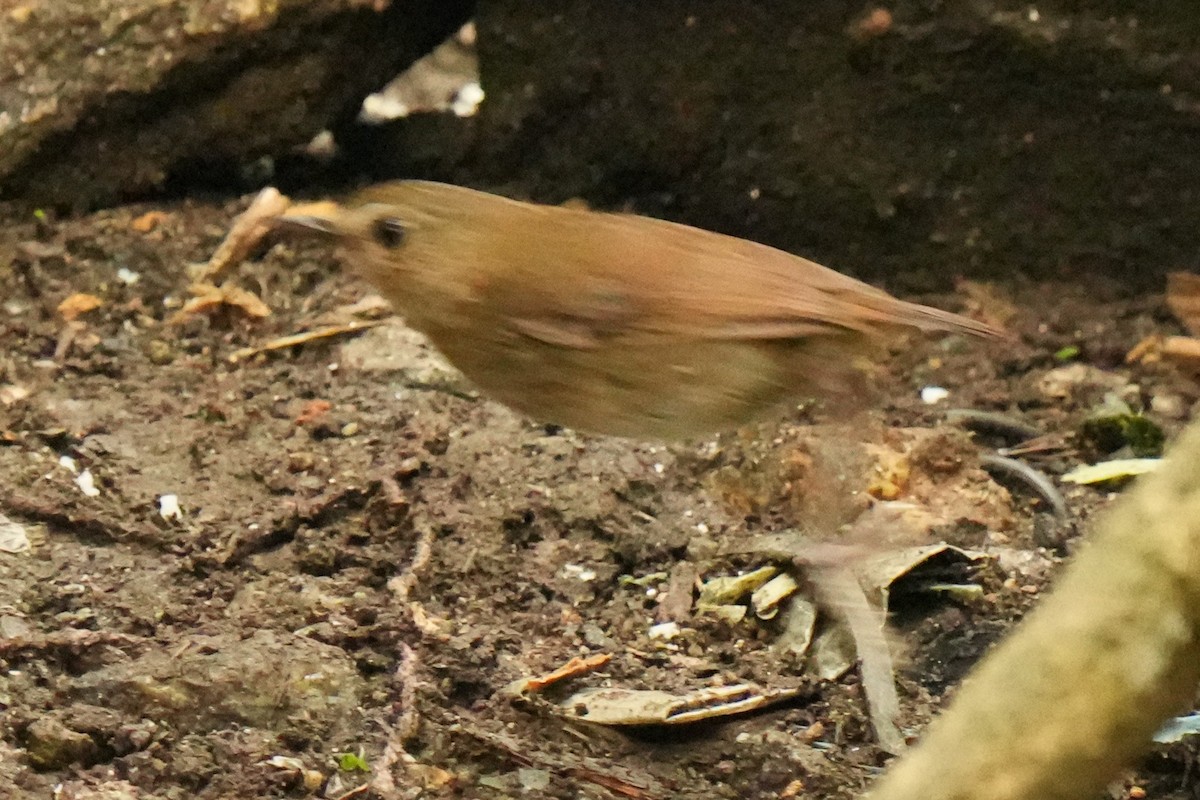 Lesser Shortwing - ML635872279