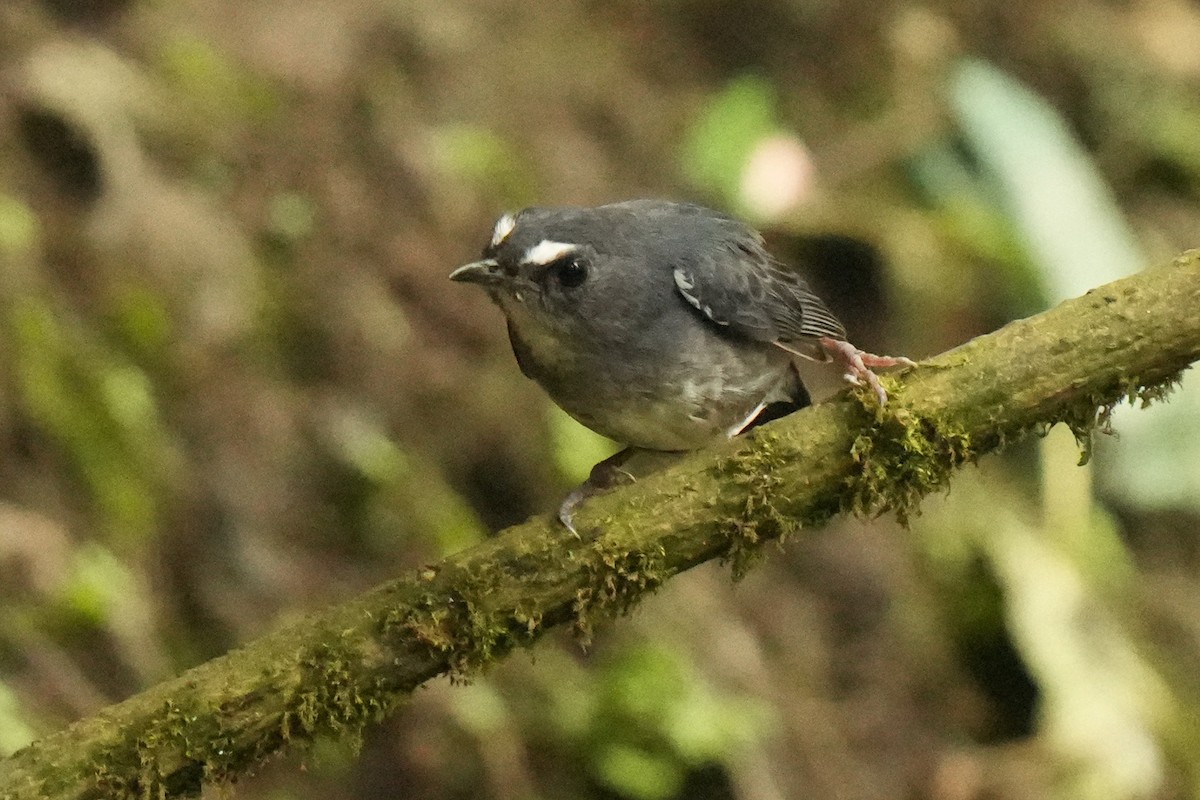 Lesser Shortwing - ML635872280