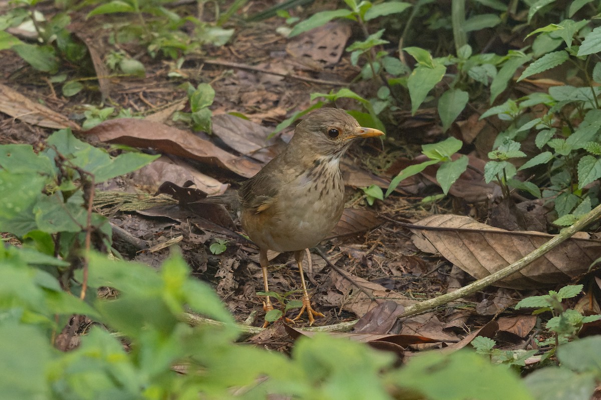 Tickell's Thrush - ML635872307