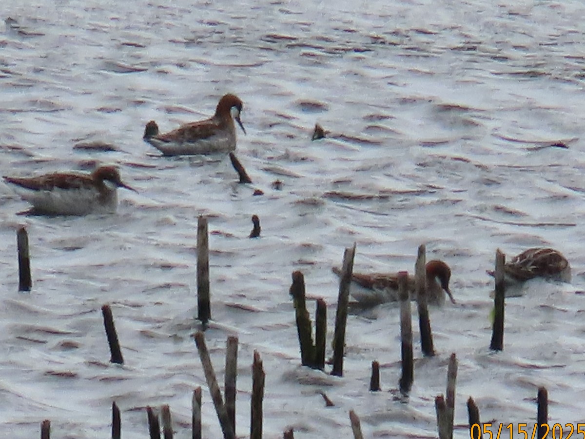 Red-necked Phalarope - ML635872318