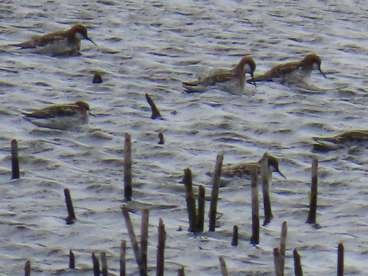 Red-necked Phalarope - ML635872319