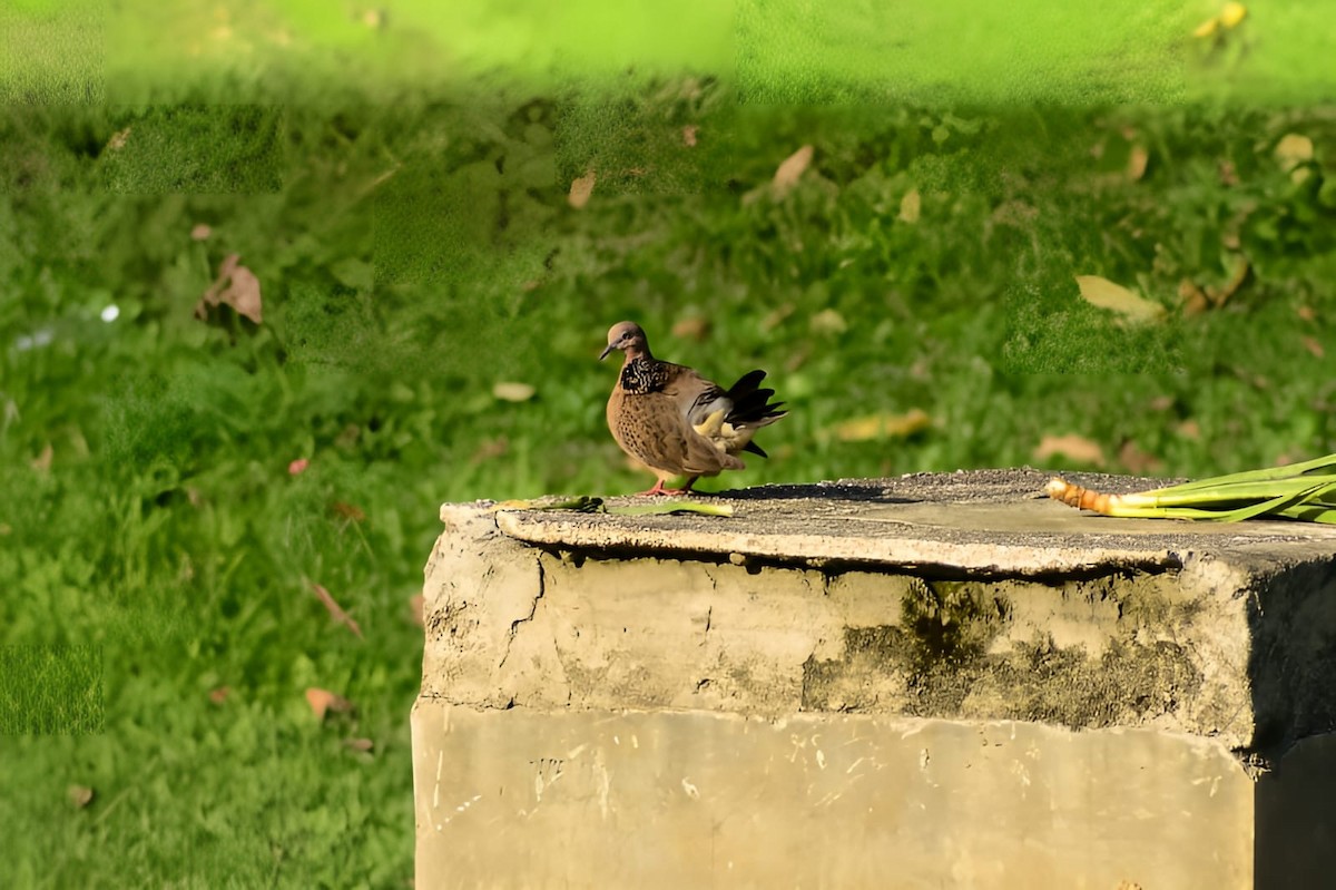 Spotted Dove - ML635872374