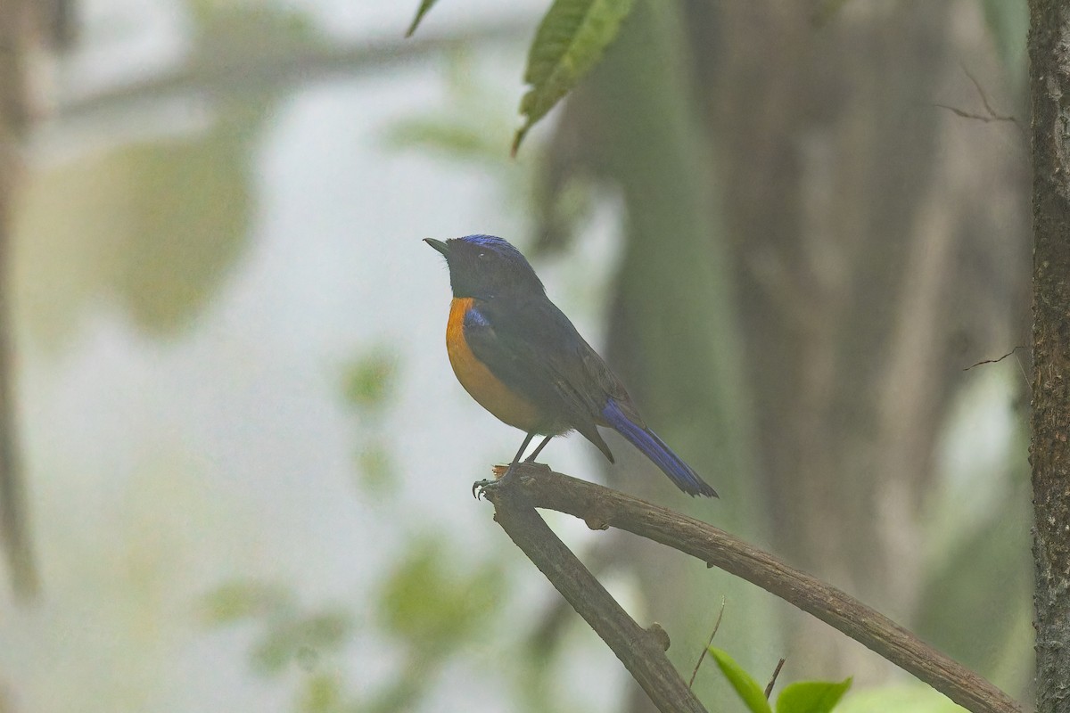 Rufous-bellied Niltava - ML635872390