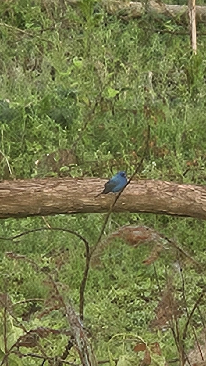 Indigo Bunting - ML635872501