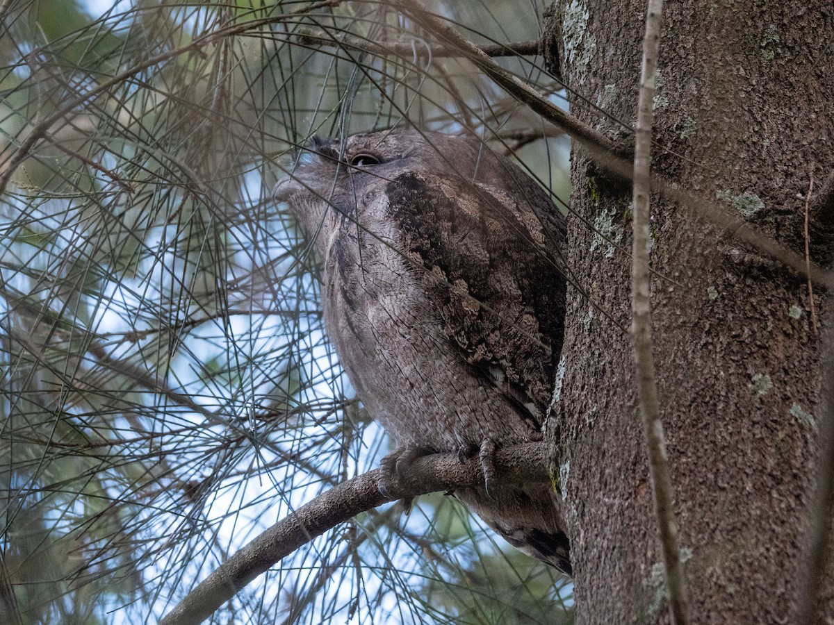 Tawny Frogmouth - ML635872546