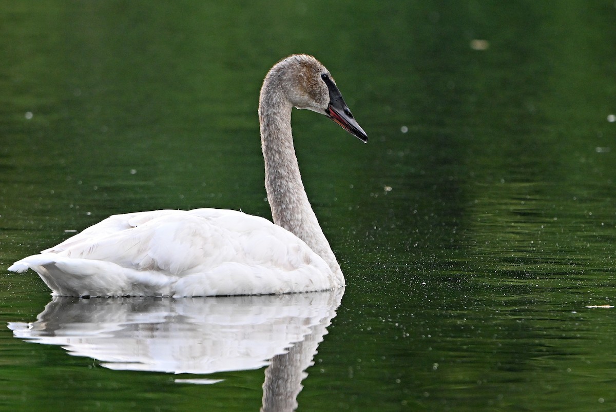 Cisne Trompetero - ML635872718
