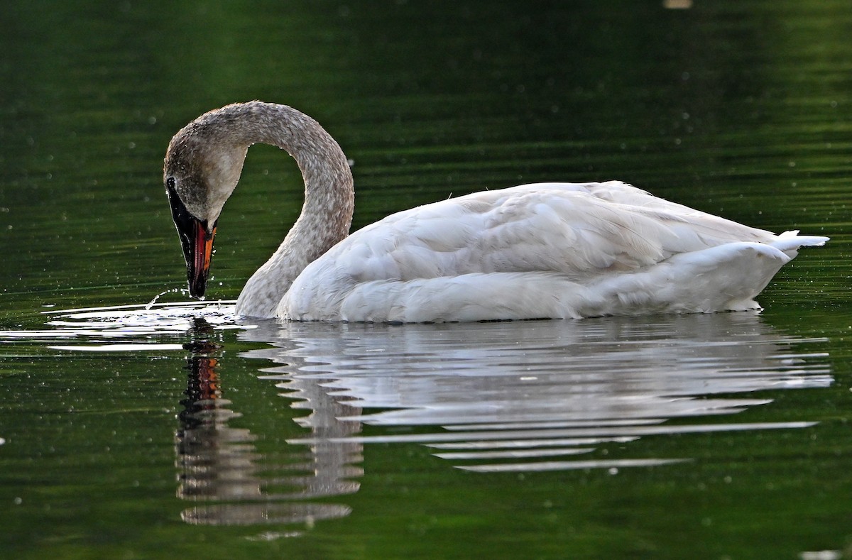 Cisne Trompetero - ML635872719