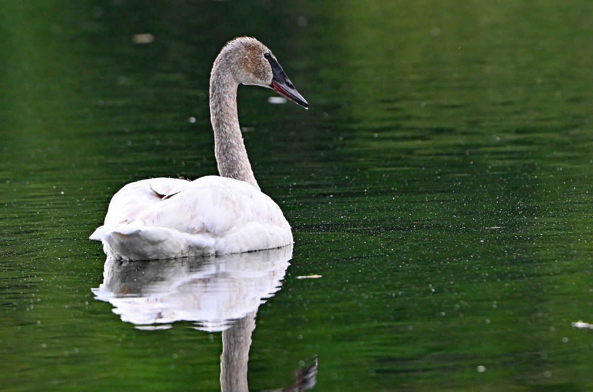 Cisne Trompetero - ML635872720