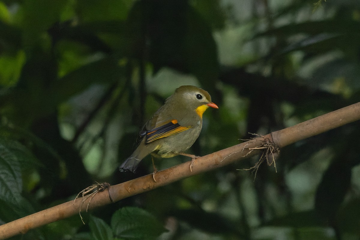 Leiótrix Piquirrojo - ML635872724