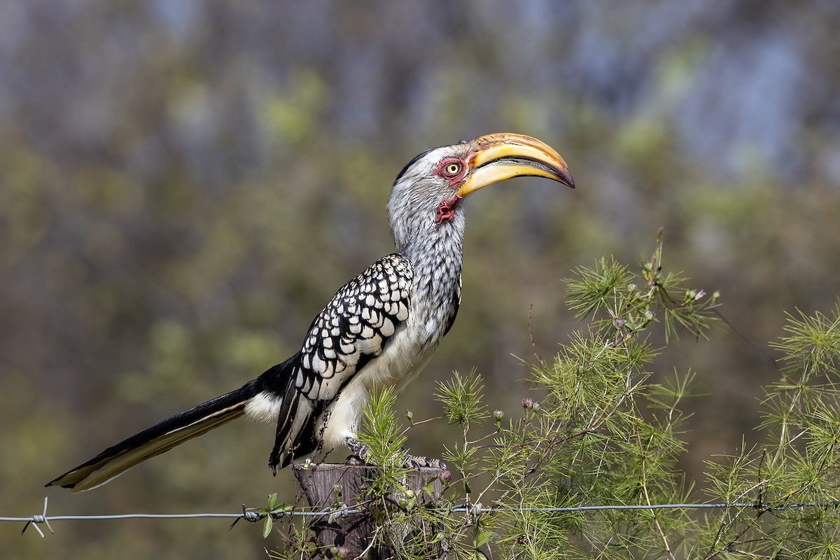 Toco Piquigualdo Sureño - ML635872746