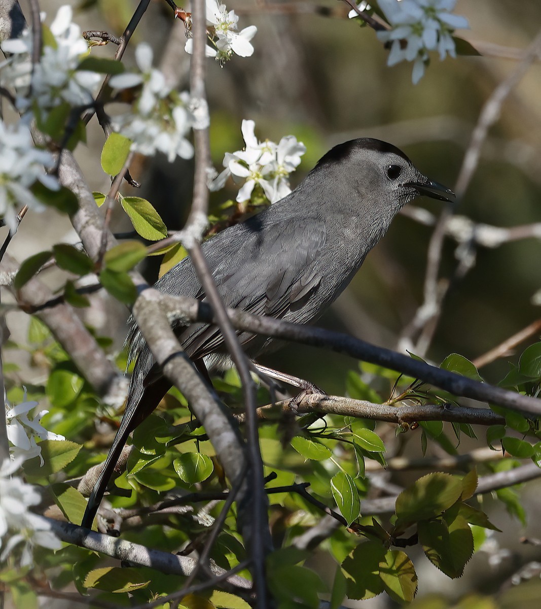 Pájaro Gato Gris - ML635872747