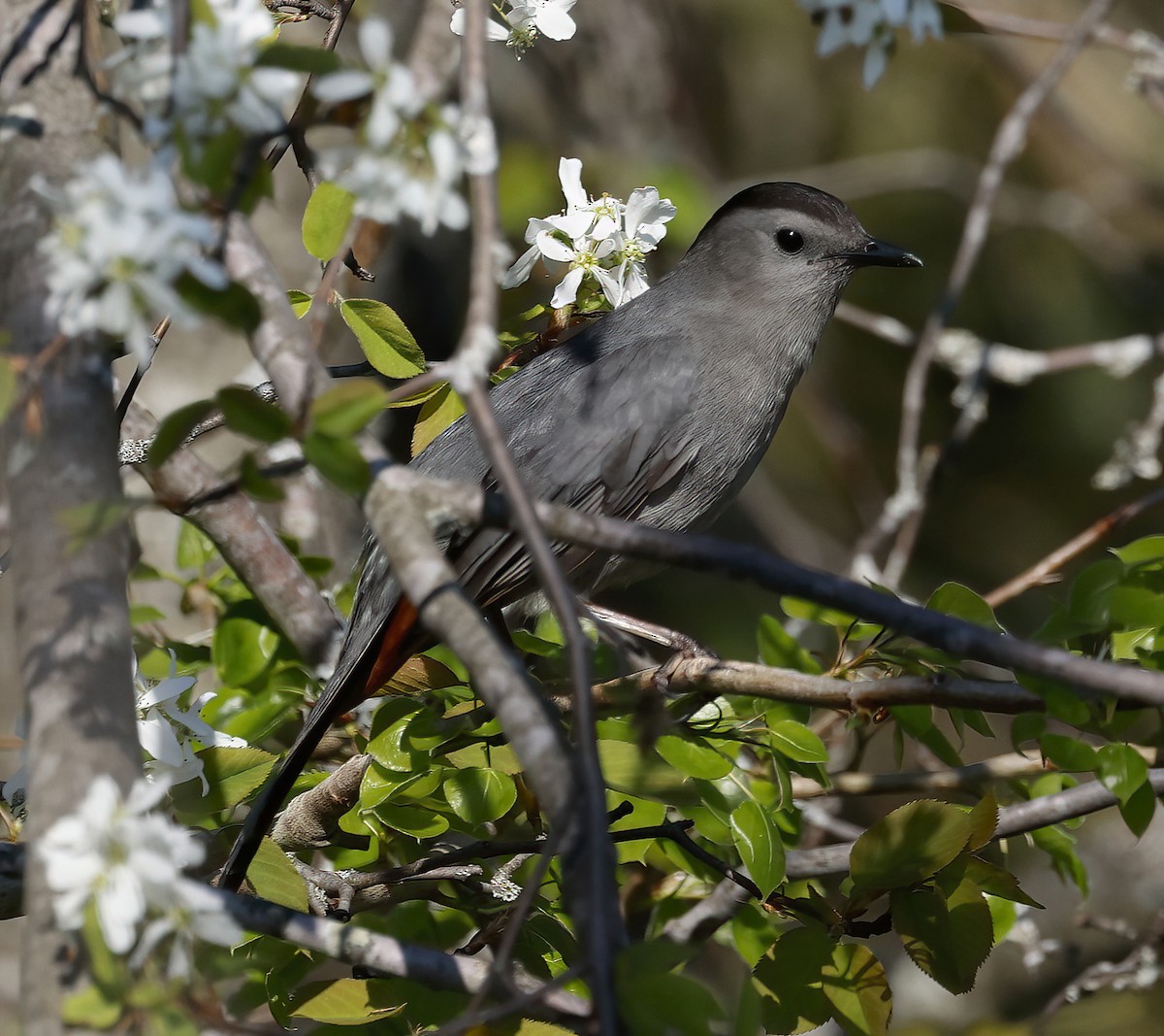 Pájaro Gato Gris - ML635872748