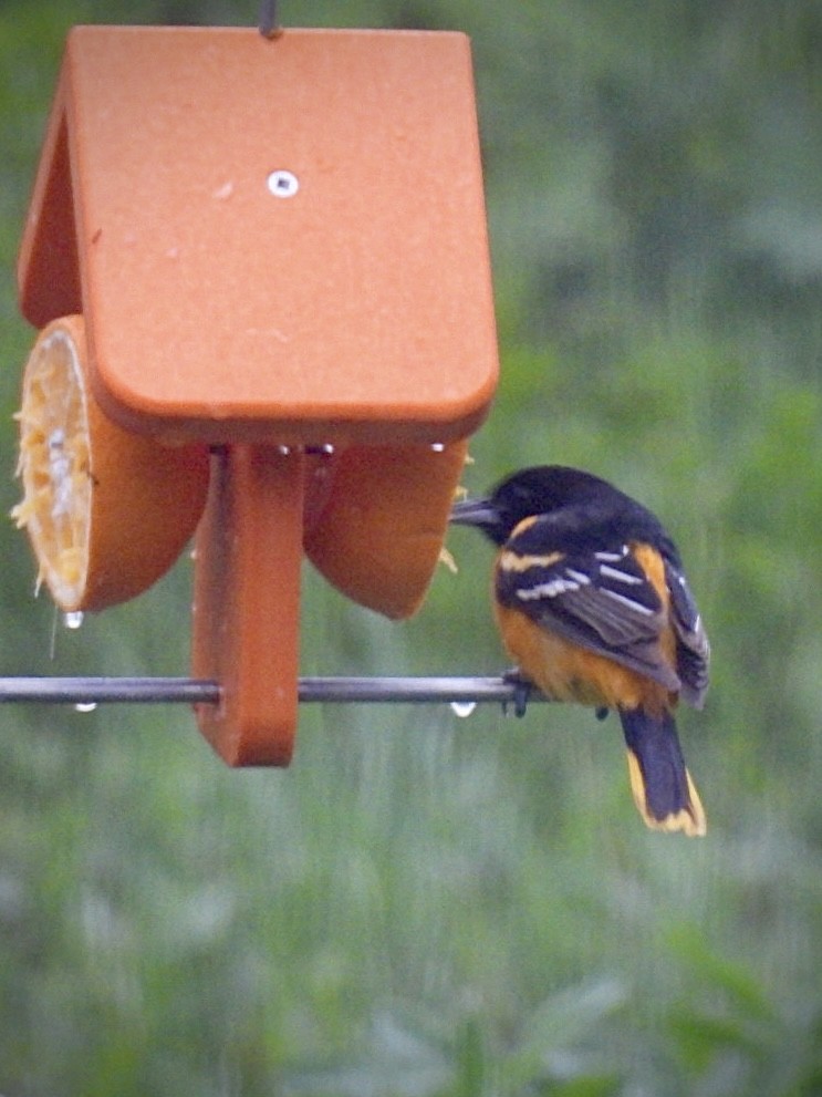 Turpial de Baltimore - ML635872752
