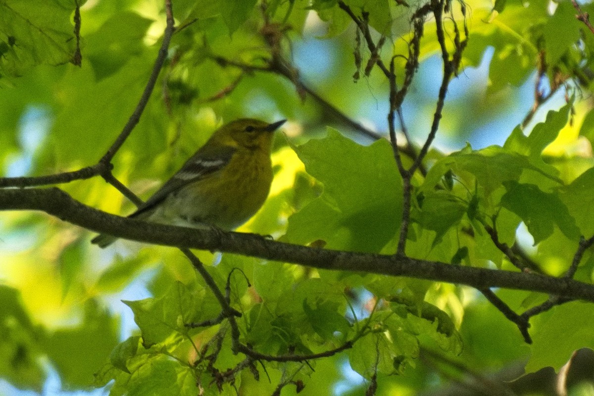 furuparula - ML635872851