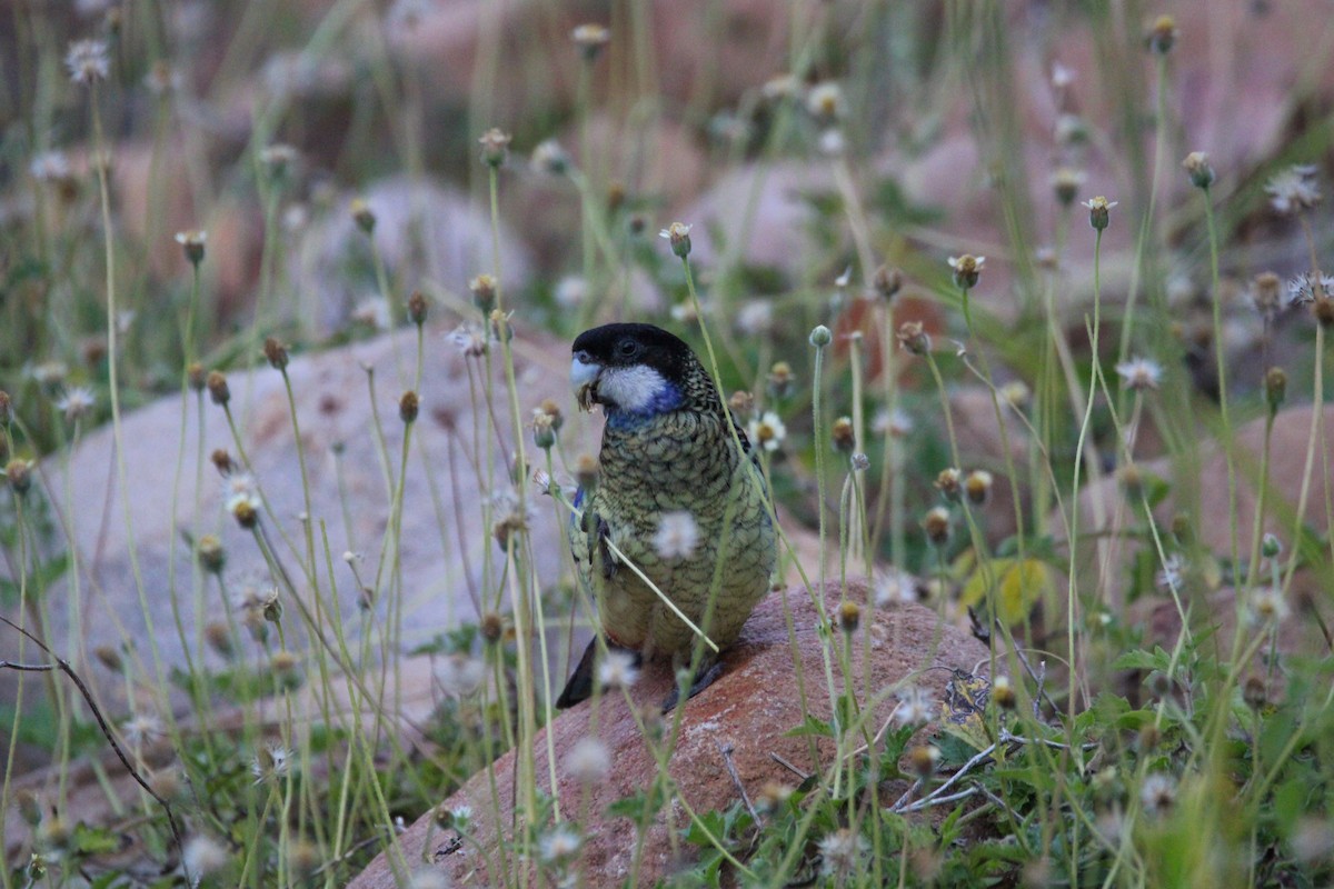 Northern Rosella - ML635873013