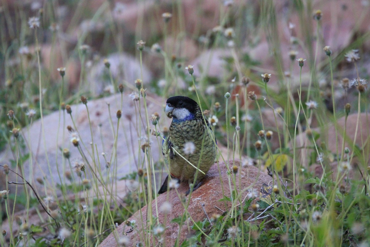 Northern Rosella - ML635873014