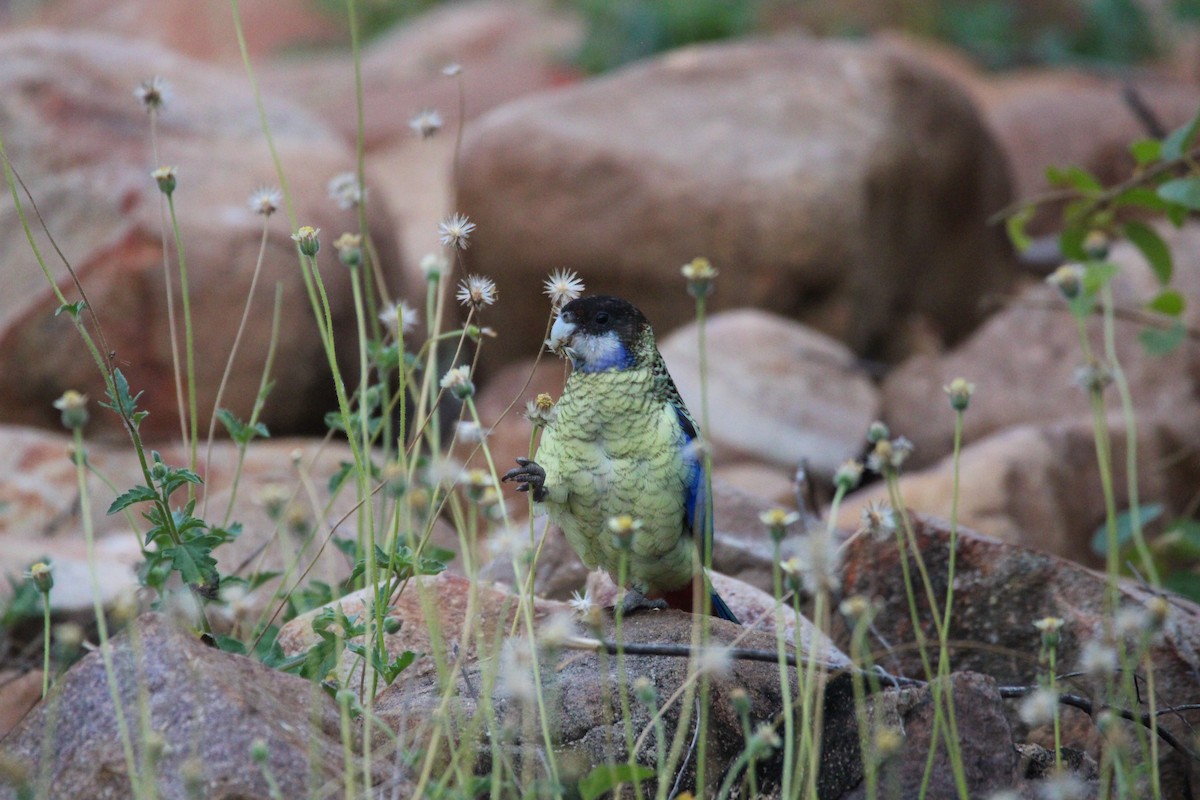Northern Rosella - ML635873015