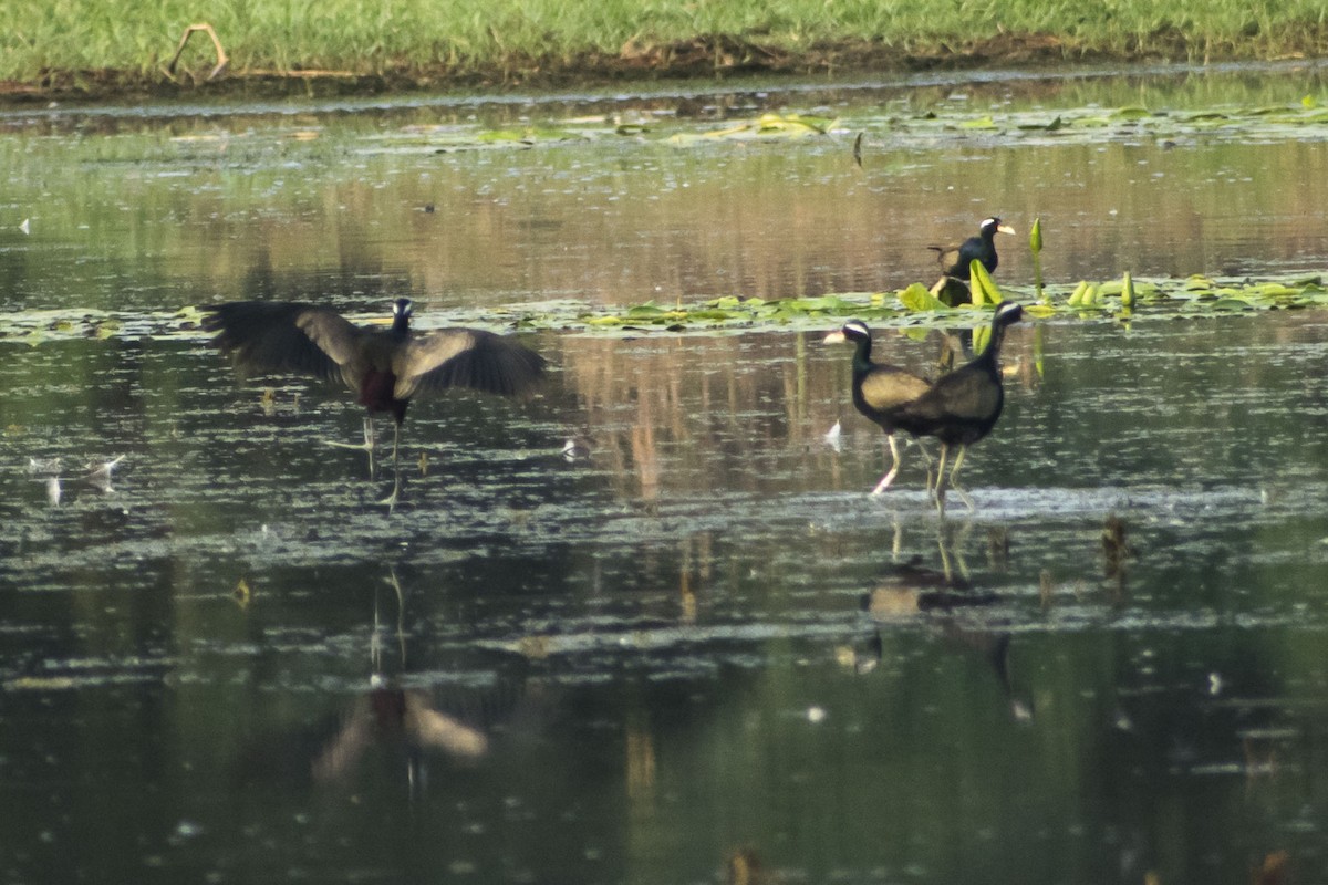 Bronze-winged Jacana - ML635873038