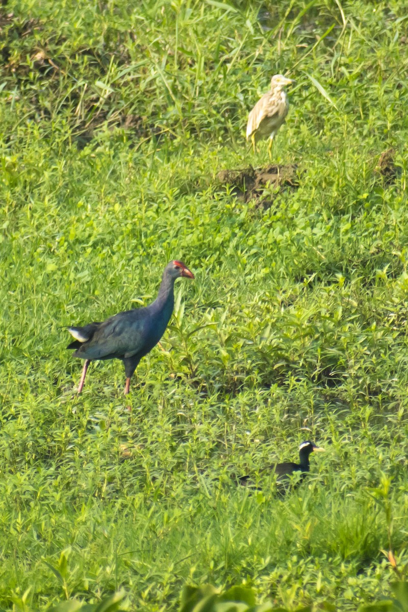 Bronze-winged Jacana - ML635873039