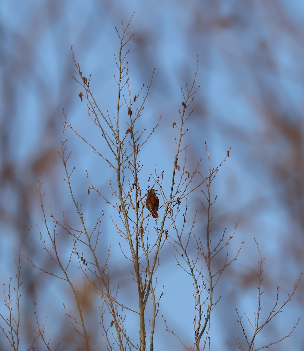 Brown Thrasher - ML635873100