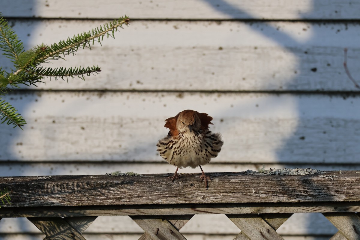 Brown Thrasher - ML635873106