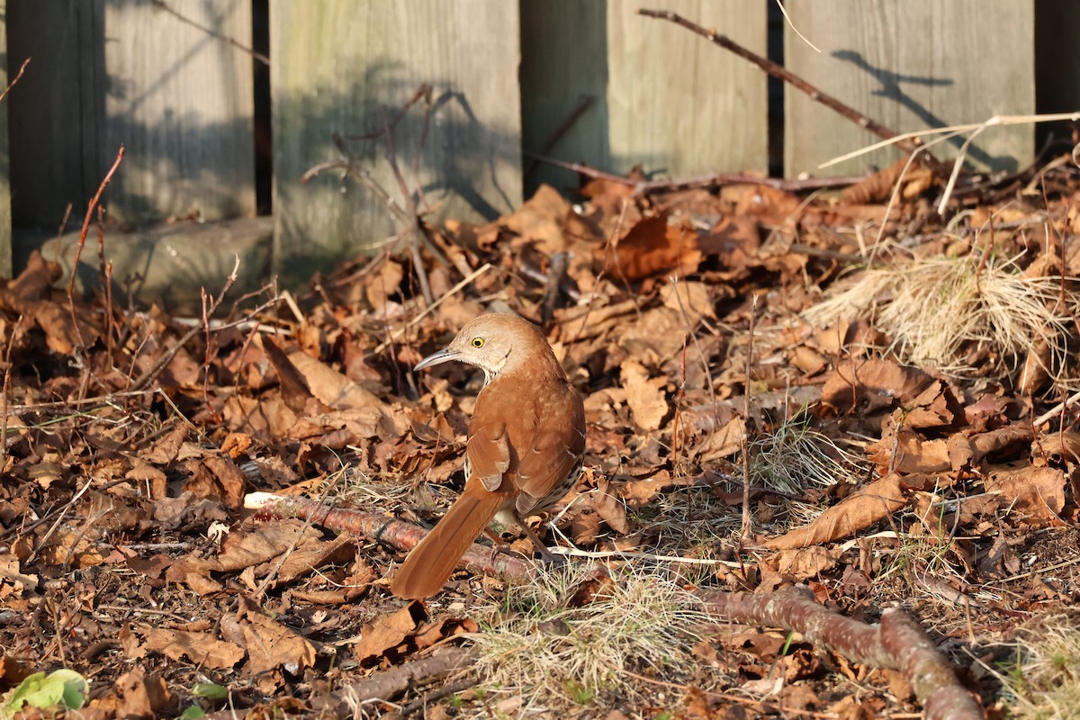 Brown Thrasher - ML635873107