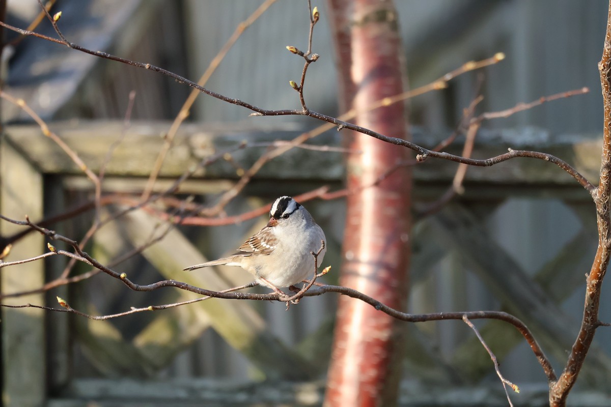 White-crowned Sparrow - ML635873158