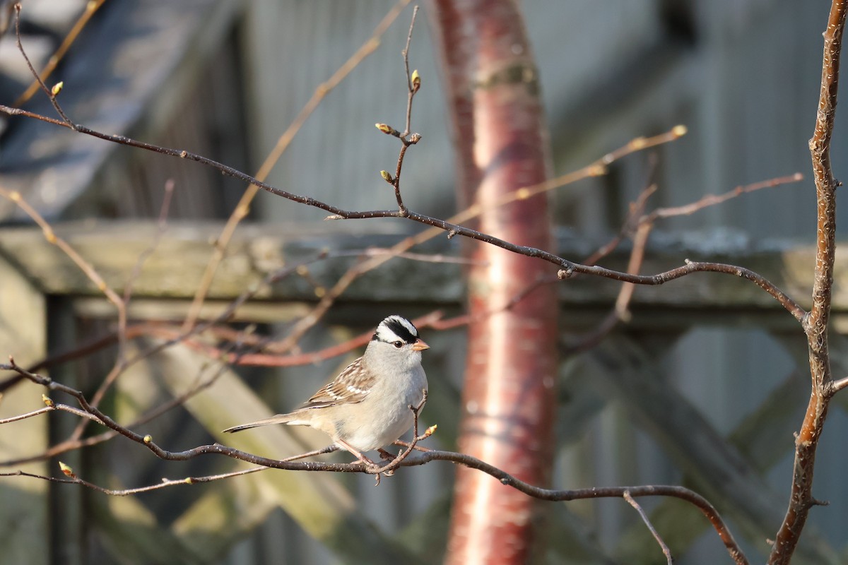 White-crowned Sparrow - ML635873159
