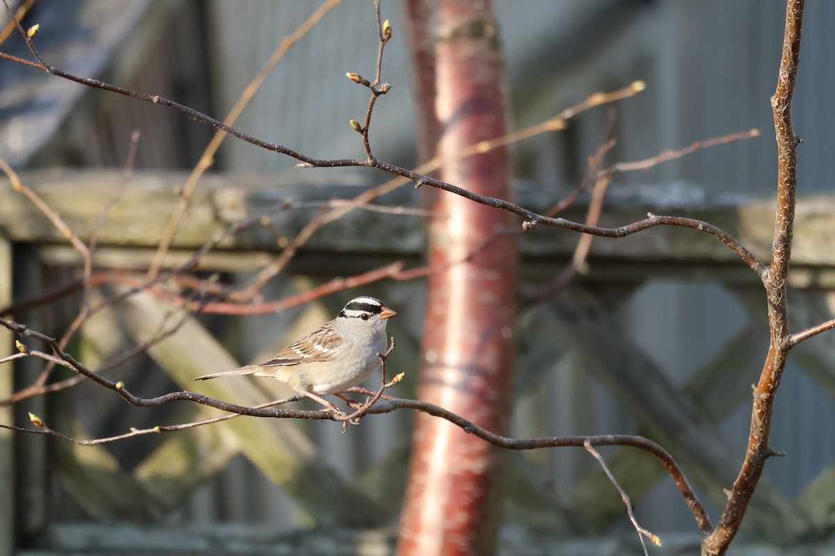 White-crowned Sparrow - ML635873160