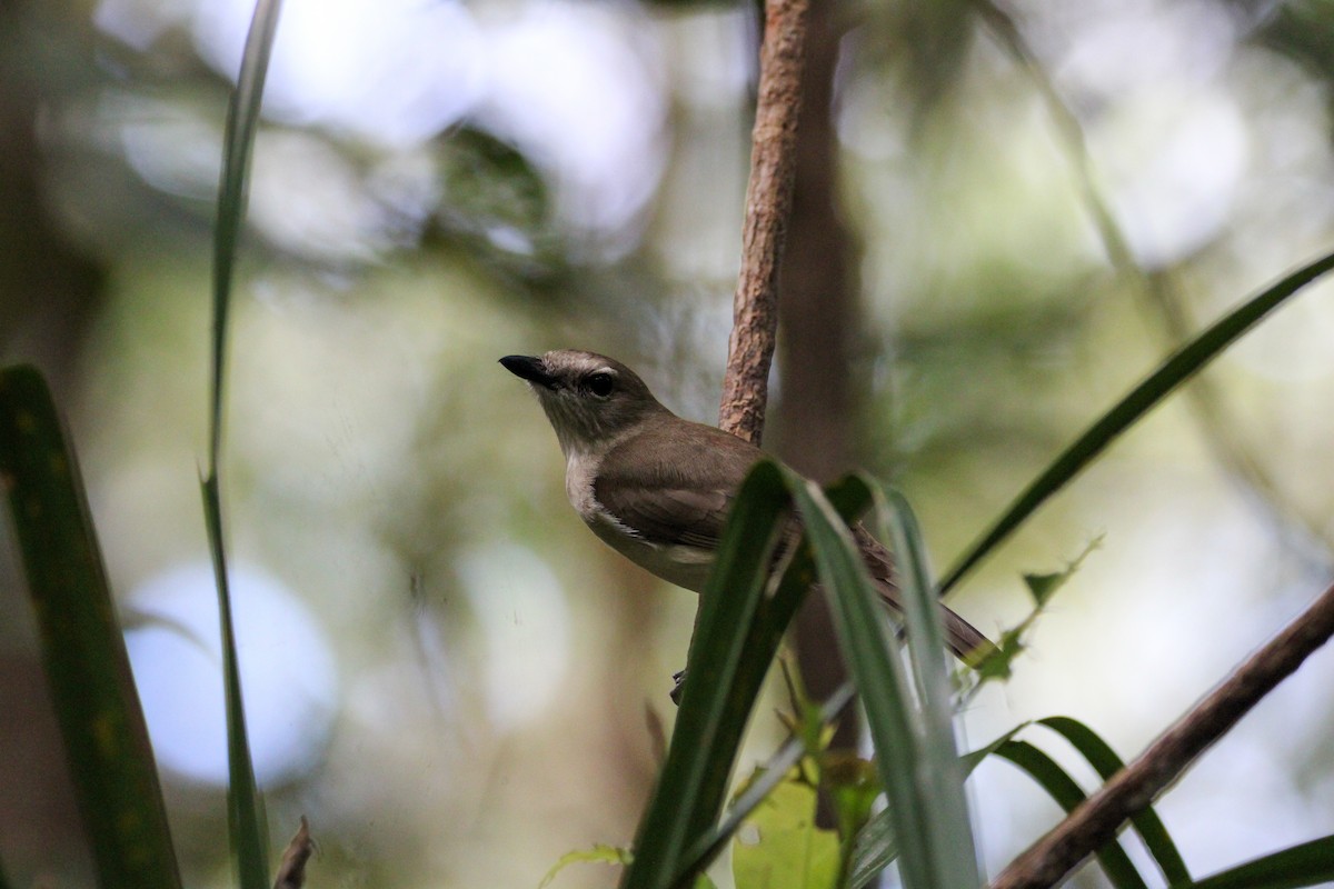 Gray Whistler - ML635873247