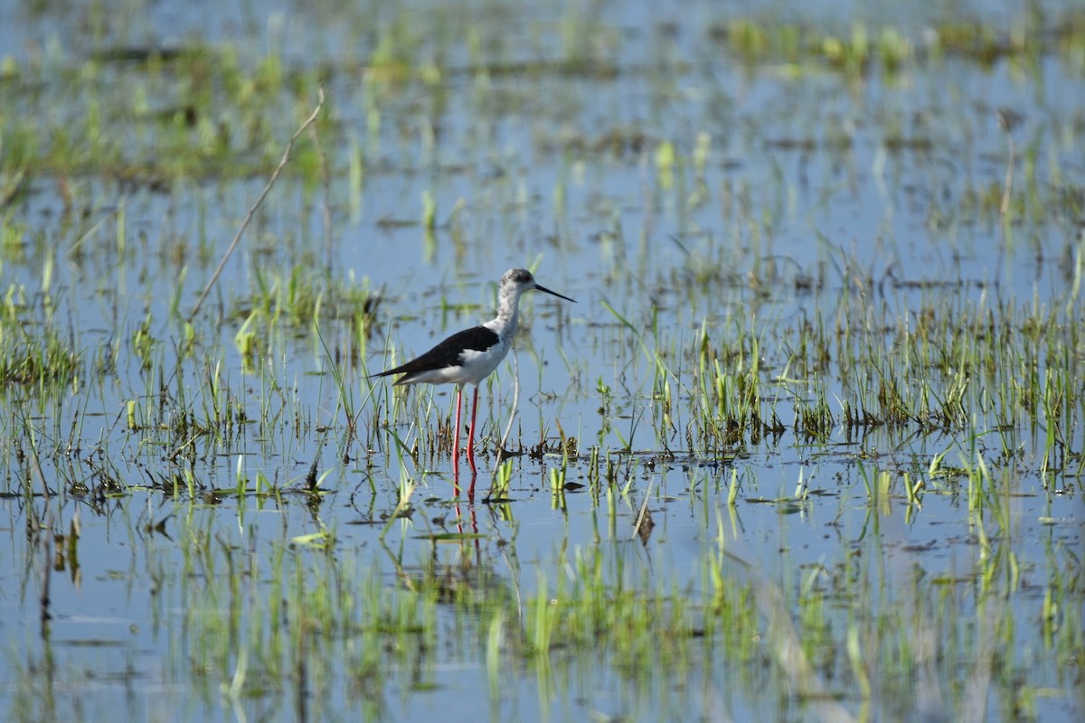 Black-winged Stilt - ML635873322
