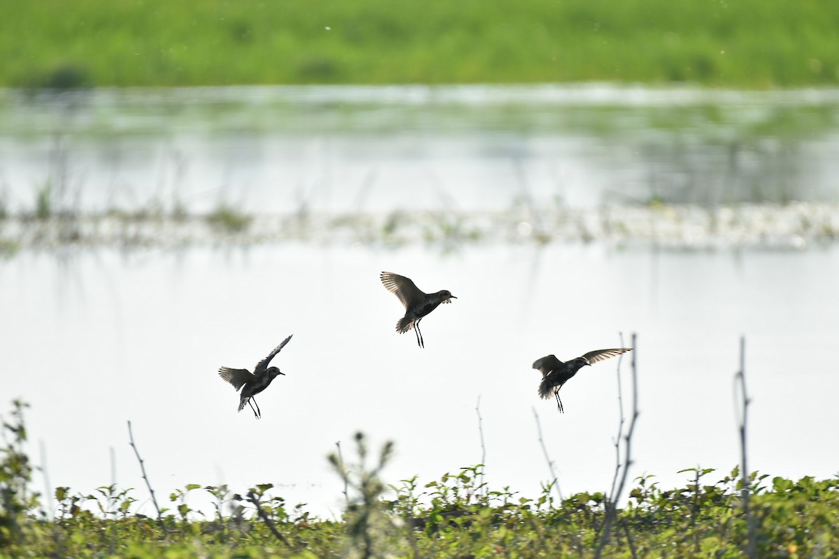 Pacific Golden-Plover - ML635873326